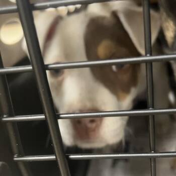 Pit Bull Terrier Dogs Available for Adoption - Bibby | PetCurious