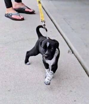 Labrador Retriever and American Bully Dogs Available for Adoption in Evergreen, Colorado - Cece | PetCurious