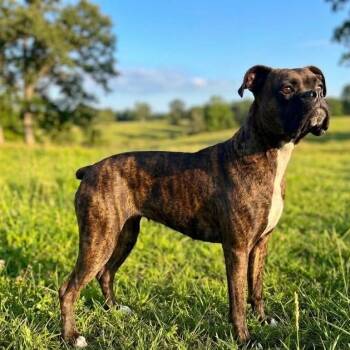Vera -  Boxer Dog for Adoption in Wheelersburg, Ohio - Vera | PetCurious