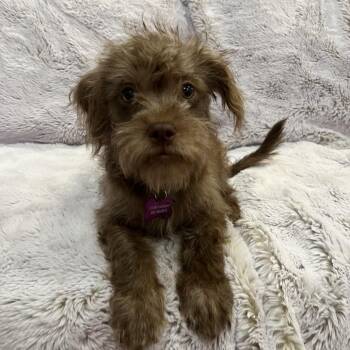 Mustard -  Shih Tzu and Chihuahua Dog for Adoption in Phoenix, Arizona - Mustard | PetCurious