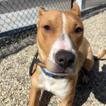 Titus -  Pit Bull Terrier Dog for Adoption in Turlock, California - Titus | PetCurious