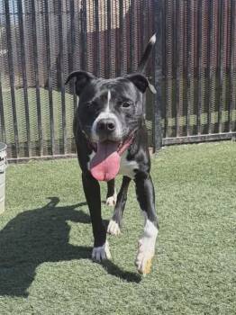 Titus -  Pit Bull Terrier Dog Available for Adoption in Mckinney, Texas - Titus | PetCurious