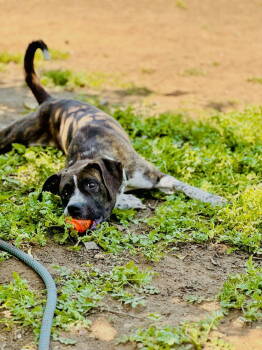 Rescue Labrador Retriever and Pit Bull Terrier Dogs for Adoption in San Diego, California - Daisy | PetCurious
