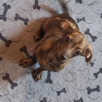 Rescue Terrier and Chihuahua Dogs for Adoption in Fresno, California - Brickle | PetCurious