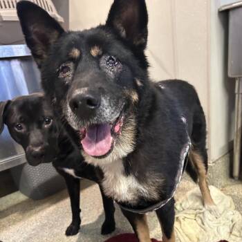 IVHS-Stray-140649 -  German Shepherd Dog Dog for Adoption in San Gabriel, California - IVHS-Stray-140649 | PetCurious