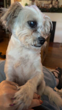 Rescue Shih Tzu Dogs for Adoption in Kimberlin Heights, Tennessee - Strawberry | PetCurious