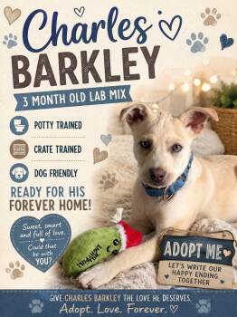 Charles Barkley -  Labrador Retriever Dog Available for Adoption in Inverness, Florida - Charles Barkley | PetCurious