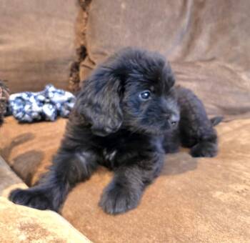 Barney Girl -  Aussiedoodle Dog for Adoption in Memphis, Tennessee - Barney Girl | PetCurious