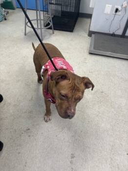 Rescue Pit Bull Terrier and Mixed Breed Dogs for Adoption in West Chester, Pennsylvania - Mikah | PetCurious