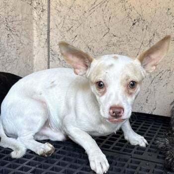 Buddy -  Terrier and Chihuahua Dog for Adoption in San Gabriel, California - Buddy | PetCurious
