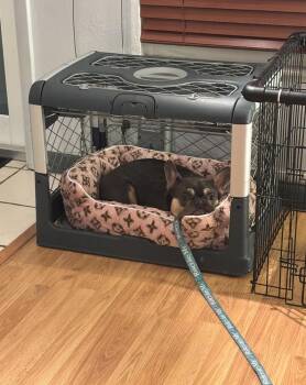 French Bulldog Dogs Available for Adoption - Bailey Risotto -  4283 Florida | PetCurious