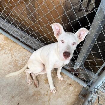 Hazel -  Pit Bull Terrier Dog for Adoption in Birmingham, Alabama - Hazel | PetCurious