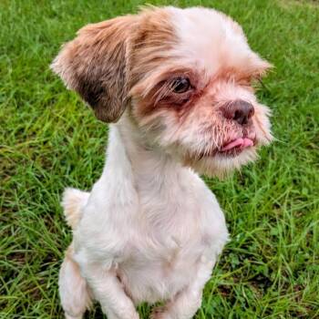 Chopper -  Shih Tzu Dog for Adoption in Houston, Texas - Chopper | PetCurious