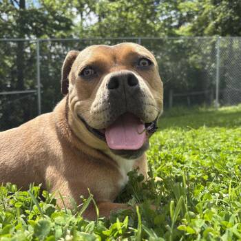 Hope -  Pit Bull Terrier Dog for Adoption in Circleville, Ohio - Hope | PetCurious