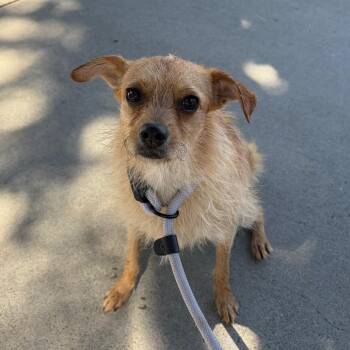 Naga -  Wirehaired Terrier and None Dog for Adoption in St. Augustine, Florida - Naga | PetCurious