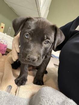 Mixed Breed Dogs Available for Adoption in Jacksonville, Florida - JASON LEE SCOTT | PetCurious