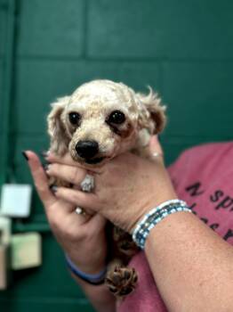 Rescue Poodle Dogs for Adoption in Blue Springs, Missouri - Charleston Chew | PetCurious