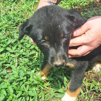 Lysol -  Mixed Breed Dog for Adoption in Corbin, Kentucky - Lysol | PetCurious