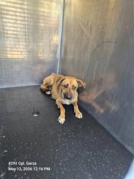 Hound Dogs Available for Adoption in San Antonio, Texas - STARLIGHT | PetCurious