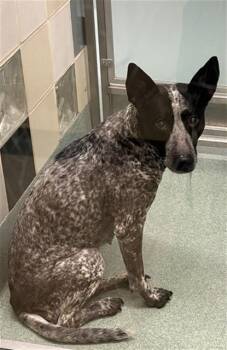 Miss Speckles A218596 -  Australian Cattle Dog Blue Heeler Dog for Adoption in Plano, Texas - Miss Speckles A218596 | PetCurious