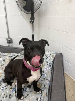 Stormy -  Pit Bull Terrier Dog for Adoption in York, South Carolina - Stormy | PetCurious