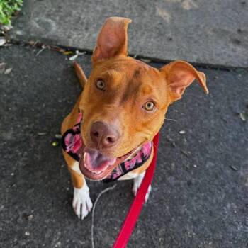 Belle -  Mountain Cur Dog for Adoption in Palm Harbor, Florida - Belle | PetCurious