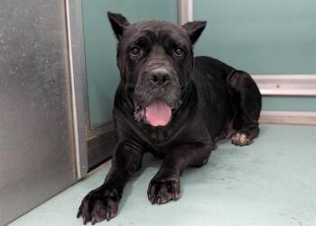 ARMA -  Cane Corso and Mixed Breed Dog for Adoption in Moreno Valley, California - ARMA | PetCurious