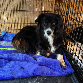 Big Mama -  Australian Shepherd Dog for Adoption in Anahuac, Texas - Big Mama | PetCurious