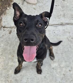 Terrier Dogs Available for Adoption in San Antonio, Texas - BRINN | PetCurious