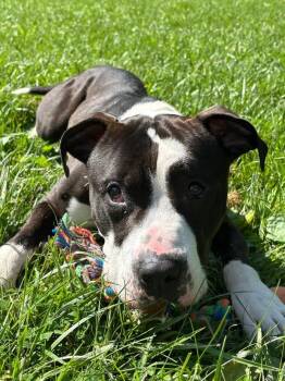 Macho Man -  American Staffordshire Terrier Dog for Adoption in Shiloh, Illinois - Macho Man | PetCurious