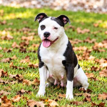 Jazzy -  American Bully Dog for Adoption in Lucedale, Mississippi - Jazzy | PetCurious