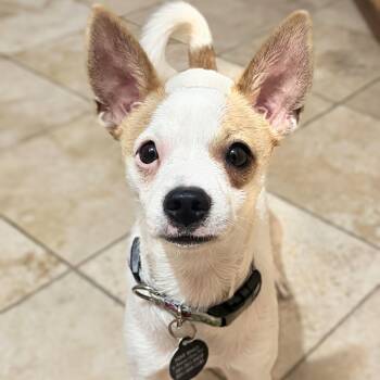 Archer -  Chihuahua and Pomeranian Dog for Adoption in Rockville, Maryland - Archer | PetCurious