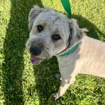 Sir Edmund -  Terrier Dog for Adoption in Sonoma, California - Sir Edmund | PetCurious
