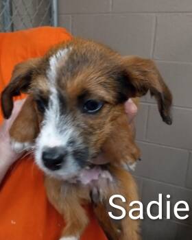 Poodle and Chihuahua Dogs Available for Adoption in Maynardville, Tennessee - Sadie | PetCurious