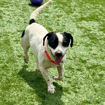 Snoopy -  Mixed Breed Dog for Adoption in Naperville, Illinois - Snoopy | PetCurious