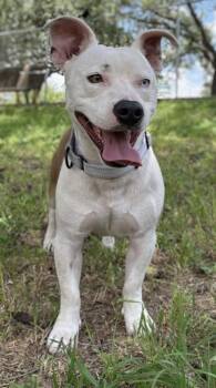 Milo -  Terrier and Mixed Breed Dog Available for Adoption in San Antonio, Texas - Milo | PetCurious