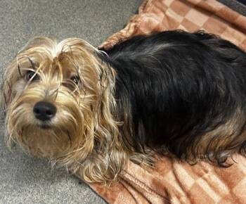 Susie 7 months -  Maltese Dog for Adoption in Sterling, Massachusetts - Susie 7 Months | PetCurious