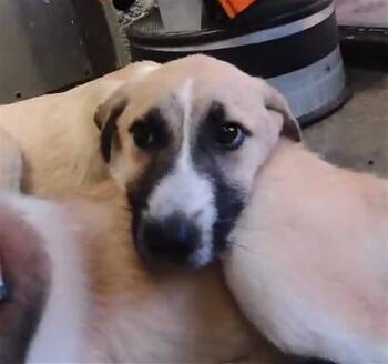 HOLLAND -  Anatolian Shepherd Dog for Adoption in Tulsa, Oklahoma - HOLLAND | PetCurious