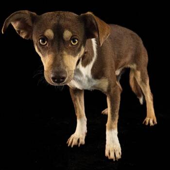 Benito -  Chihuahua and Mixed Breed Dog for Adoption in Tacoma, Washington - Benito | PetCurious