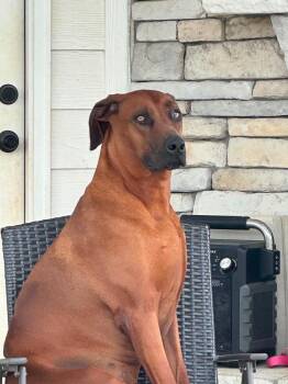 Maple -  Rhodesian Ridgeback Dog for Adoption in Warner Robins, Georgia - Maple | PetCurious