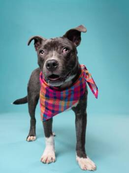 Chimichurri -  Mixed Breed Dog for Adoption in Atlanta, Georgia - Chimichurri | PetCurious