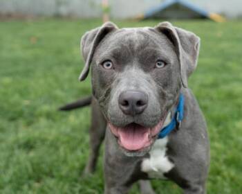 BELLINI -  Pit Bull Terrier Dog for Adoption in Easton, Maryland - BELLINI | PetCurious