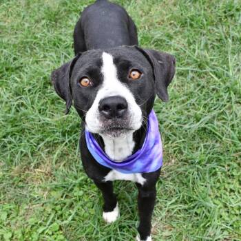 Charlotte --Courtesy Post. Out of town pet. See below for detail -  Pit Bull Terrier Dog for Adoption in Eagle, Idaho - Charlotte --Courtesy Post. Out Of Town Pet. See Below For Detail | PetCurious
