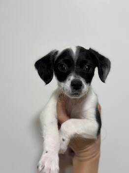 Badger -  Chihuahua and Maltipoo Dog for Adoption in San Diego, California - Badger | PetCurious