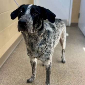 Riggs -  Australian Cattle Dog Blue Heeler Dog for Adoption in Fort Payne, Alabama - Riggs | PetCurious
