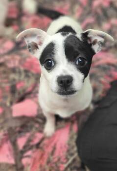 Rescue Chihuahua and Yorkshire Terrier Dogs for Adoption in Mishawaka, Indiana - Mila | PetCurious