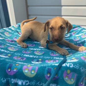 Essie -  Pit Bull Terrier and Mixed Breed Dog for Adoption in Newberg, Oregon - Essie | PetCurious
