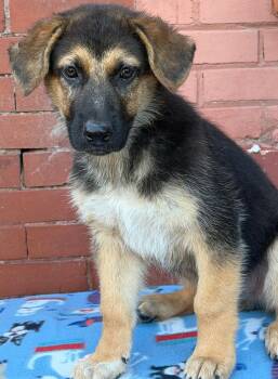 Bugg -  Mixed Breed Dog for Adoption in Groveland, Massachusetts - Bugg | PetCurious