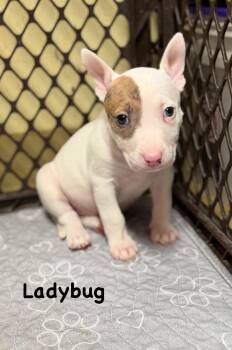 Bull Terrier Dogs Available for Adoption in Lutz, Florida - Ladybug | PetCurious