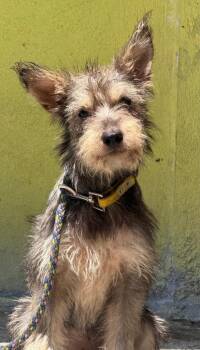 Frida -  Australian Terrier and Schnauzer Dog for Adoption in Ramona, California - Frida | PetCurious